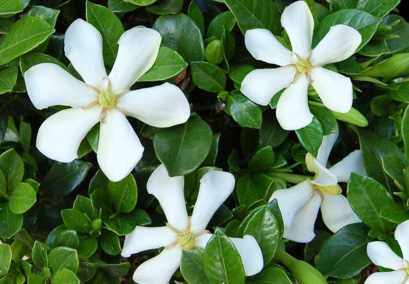 Gardenia jasminoides ‘Pinwheel’ (Cape Jasmine)